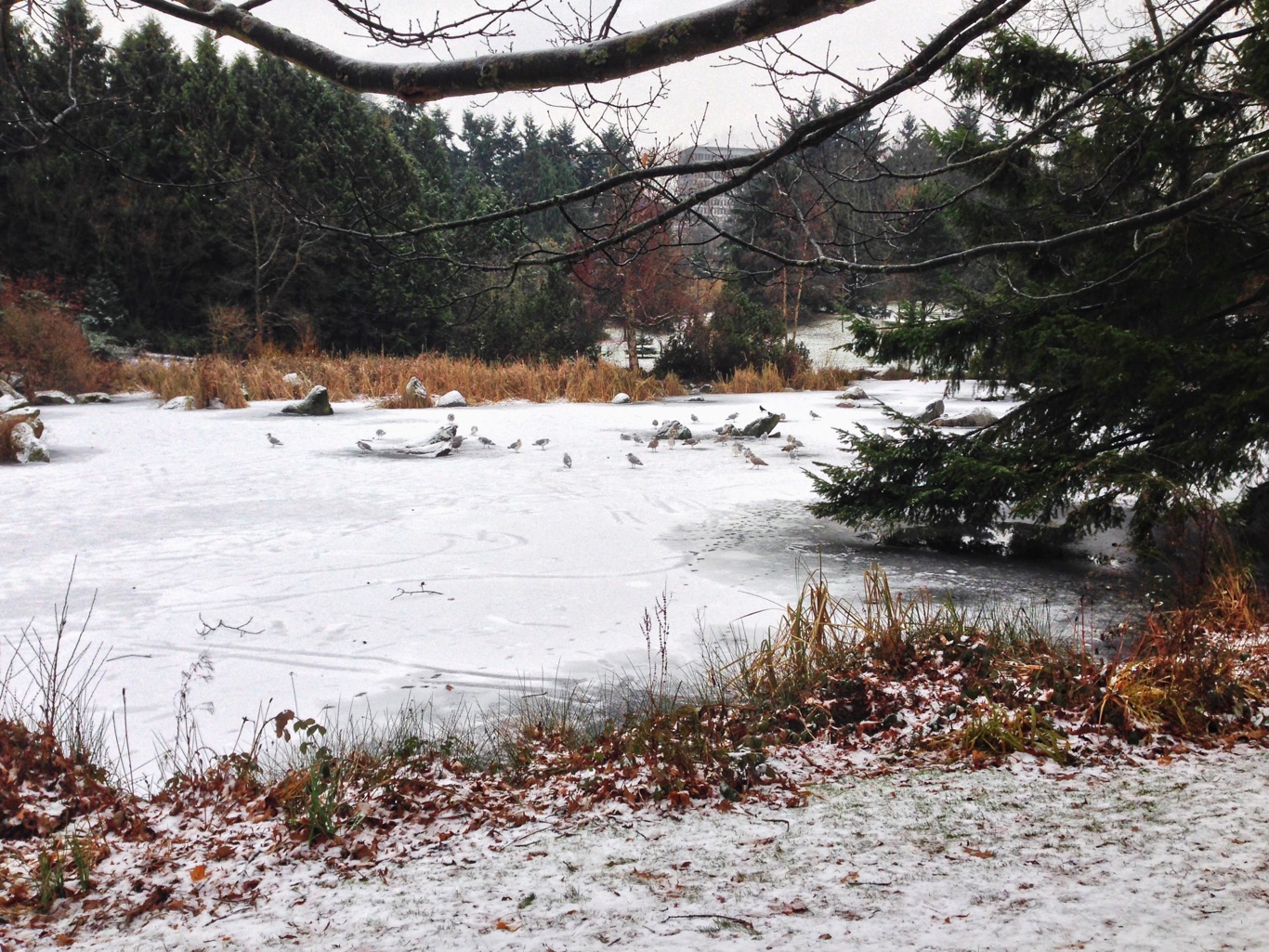 Frozen pond with snow.