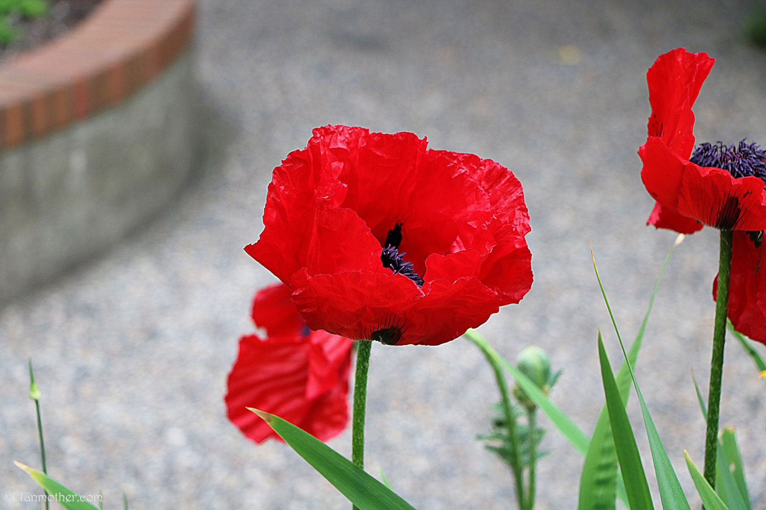 A Poppy of Remembrance